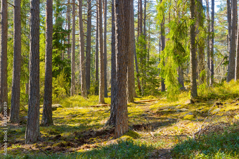 Scandinavian forest in spring. Photo of swedish nature. Scandinavian forest in spring. Photo of swedish nature.