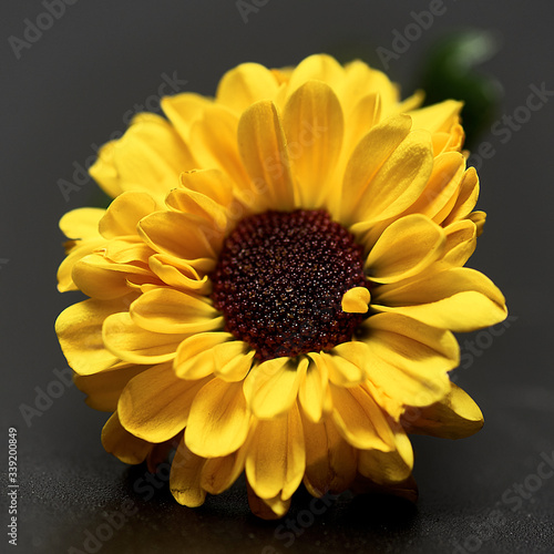 yellow flower on a dark background. Macro mode