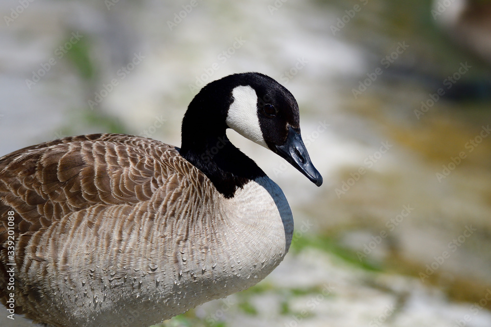 Kanadagänse (Branta canadensis) Kanadagänse (Branta canadensis)