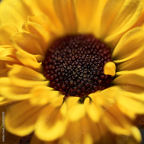 yellow flower on a dark background. Macro mode