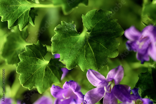 purple flowers on a green background. Macro mode