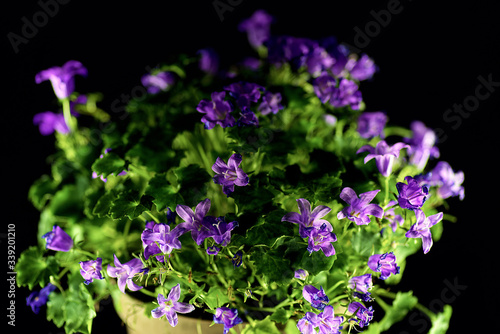 purple flowers on a green background. Macro mode