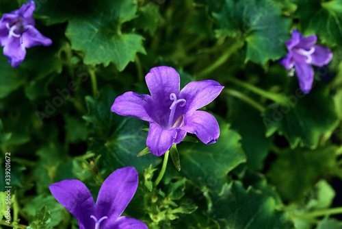 purple flowers on a green background. Macro mode