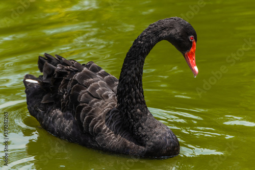 Black swan swimming in Singapore