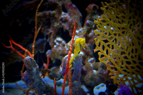 Sea horse in coral reef © Anup