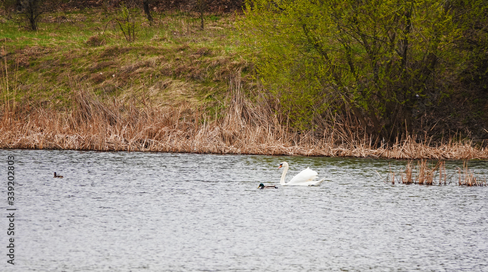 Swan Swan