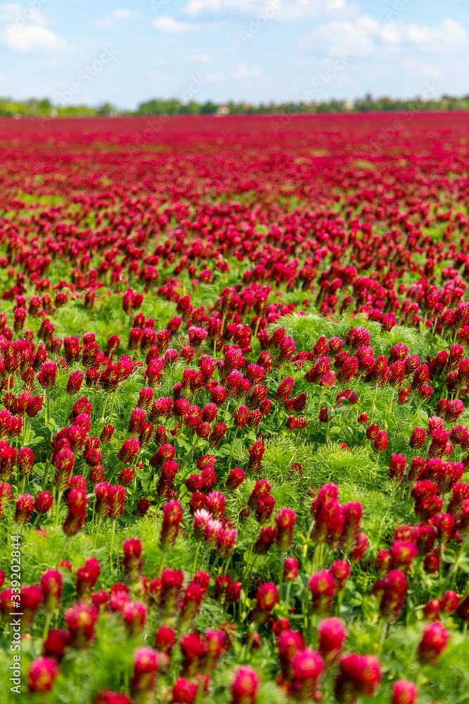 Field of flowering red crimson clovers in spring time, Czech republic