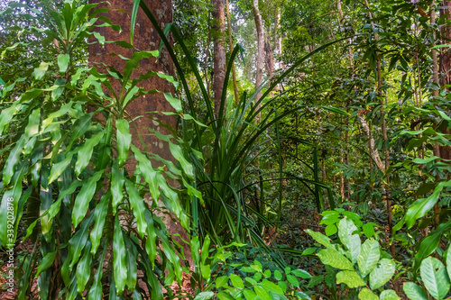Tropical rainforest of Singapore botanic gardens