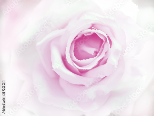Close up of rose flower for background