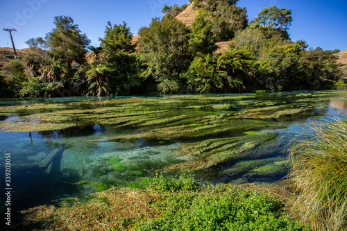 Blue Spring Putaruru, New Zealand