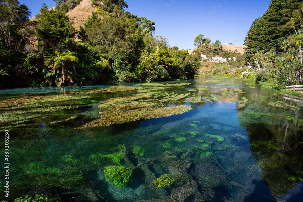 Blue Spring Putaruru, New Zealand Blue Spring Putaruru, New Zealand