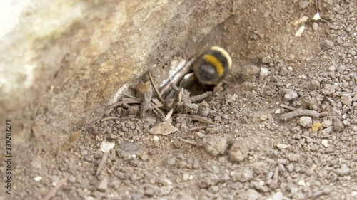 bumblebees nest site under ground  Buff-tailed  (Bombus terrestris) photo