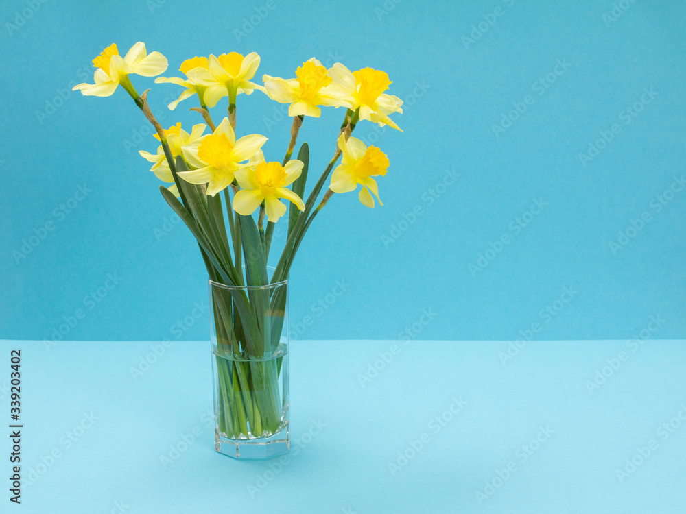 Bouquet of yellow daffodils in vase on a blue background.
