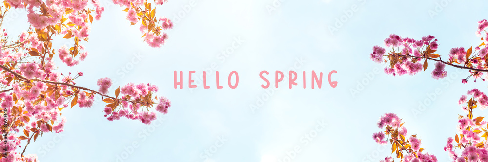 Hello Spring words. Sakura flowers