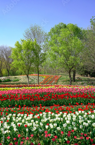 Wallpaper Mural Tulips blooming in Beijing International Flower Port, China. Colorful flower beds at International Flower Port. Torontodigital.ca