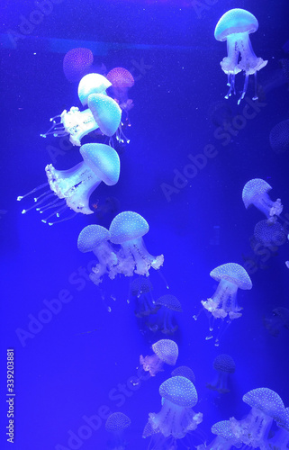 Fototapeta Naklejka Na Ścianę i Meble -  Jellyfish
