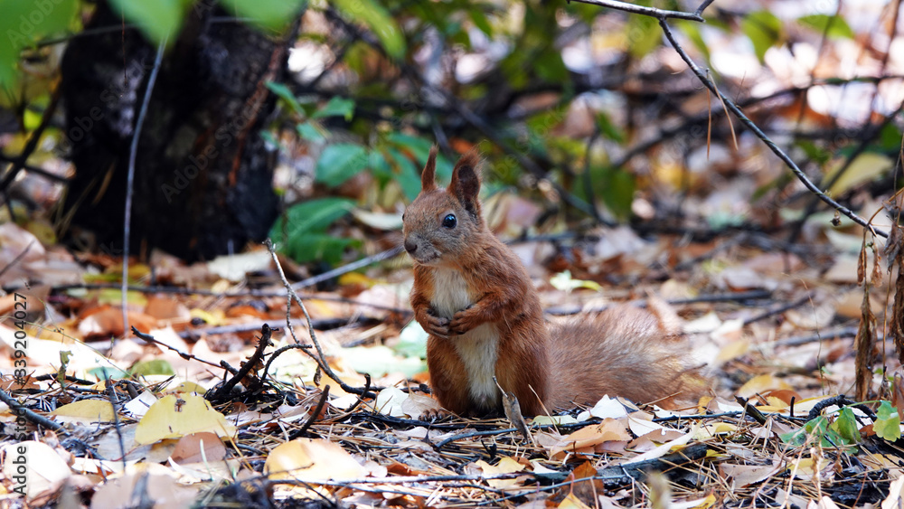 Fototapeta premium Squirrel