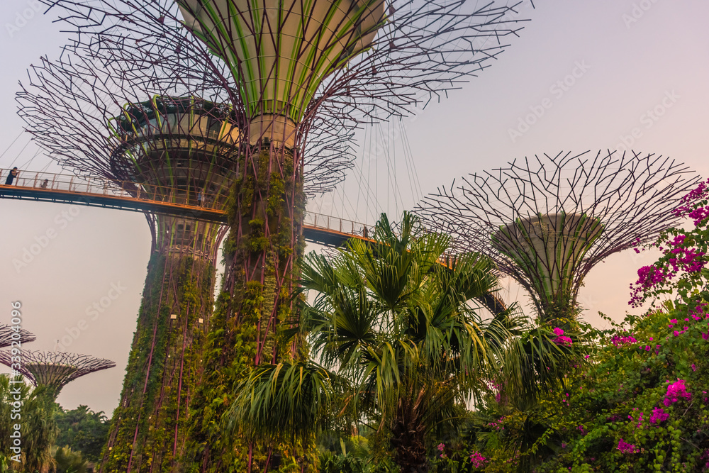 Fototapeta premium SINGAPORE, 3 OCTOBER 2019: The Supertrees of Gardens by the bay