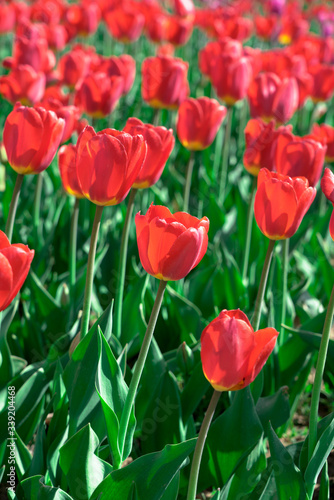 Beautiful red tulips swaying in the wind