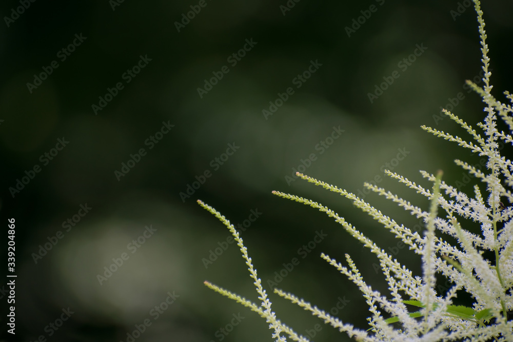 Tender  amazing white astilbe sprig closeup