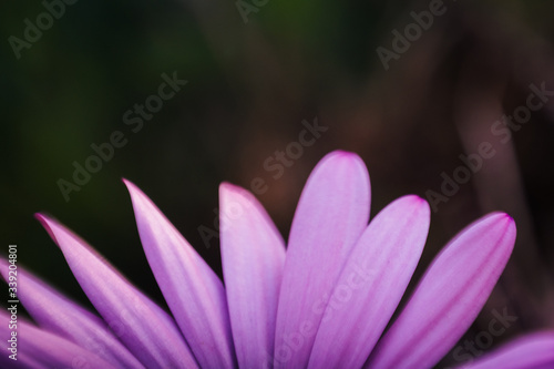 Detail of the petals of a violet daisy. Spring flower with copy space.