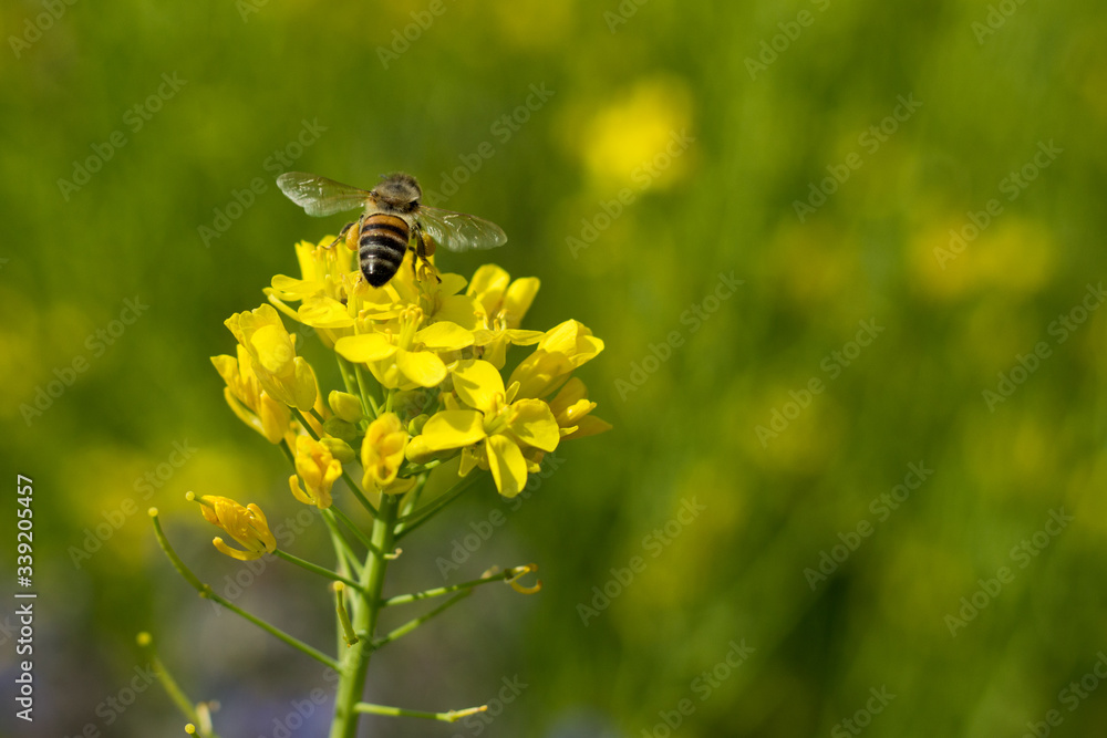 Close up shot of the bee collecting the nectar and pollen from the broccoli plant on a day in the spring season. Honeybee is an insect that works hard. Close up shot of the bee collecting the nectar and pollen from the broccoli plant on a day in the spring season. Honeybee is an insect that works hard.