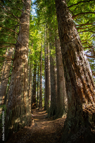  Redwood forest in Hamurana Springs  Rotorua New Zealand