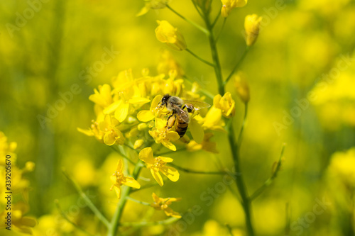 Close up shot of the bee collecting the nectar and pollen from the broccoli plant on a day in the spring season. Honeybee is an insect that works hard. © romanadr