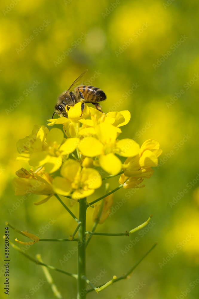 Close up shot of the bee collecting the nectar and pollen from the broccoli plant on a day in the spring season. Honeybee is an insect that works hard. Close up shot of the bee collecting the nectar and pollen from the broccoli plant on a day in the spring season. Honeybee is an insect that works hard.