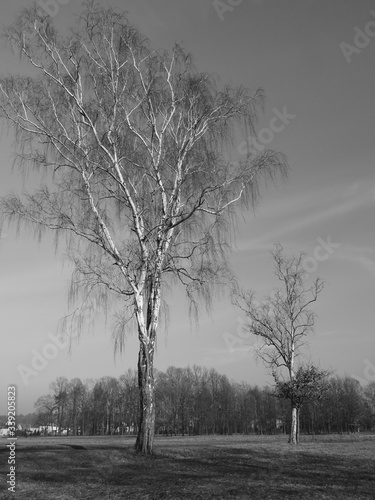Fototapeta Naklejka Na Ścianę i Meble -  czarno białe 