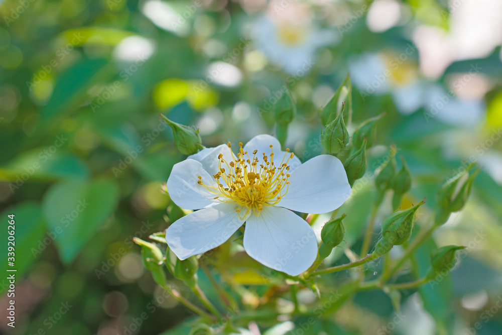 Lonely amazing white rose hip flower with a lot of buds Lonely amazing white rose hip flower with a lot of buds