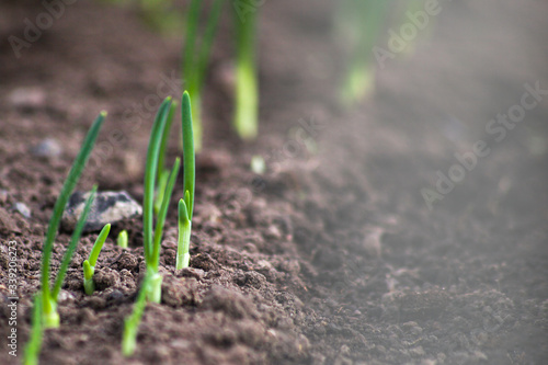 Young onion sprouts are growing from the soil with sunlight. © наталья саксонова