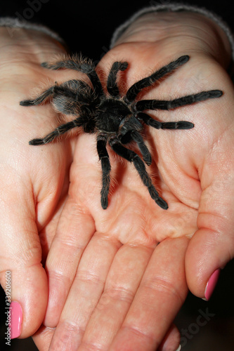 Woman holding a tarantula spider on her hand. Birdeater curlyhair tarantula spider Brachypelma albopilosum. Black hairy giant arachnid. Halloween concept.