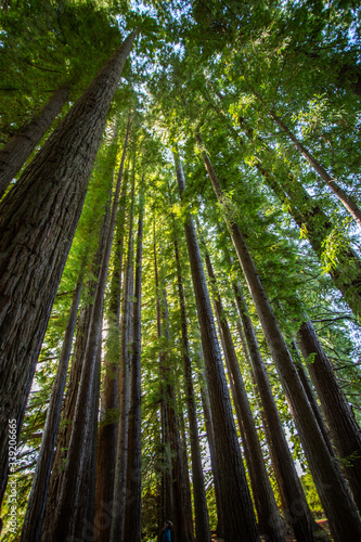  Redwood forest in Hamurana Springs, Rotorua New Zealand
