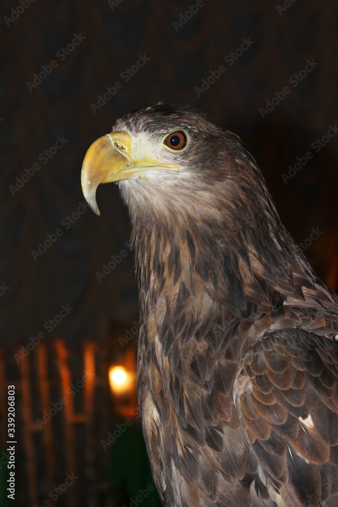 Obraz premium Steppe Eagle (Aquila nipalensis). closeup portrait. This is a large eagle with dark brown feathering. Detail portrait of bird. Wildlife scene from nature.