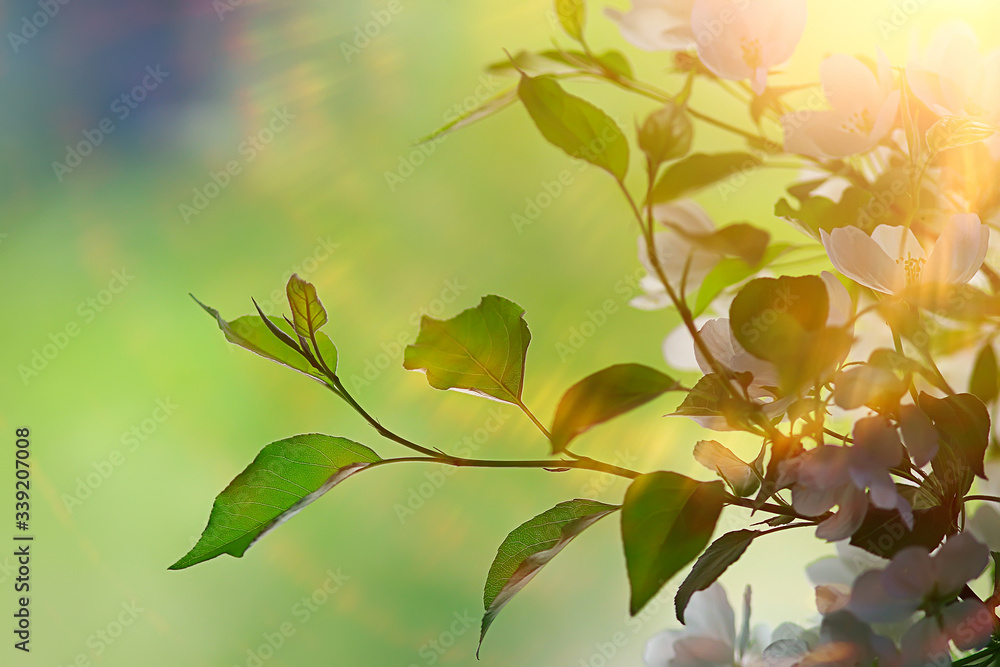 fresh green shoots background, abstract spring look, new greens fresh green shoots background, abstract spring look, new greens