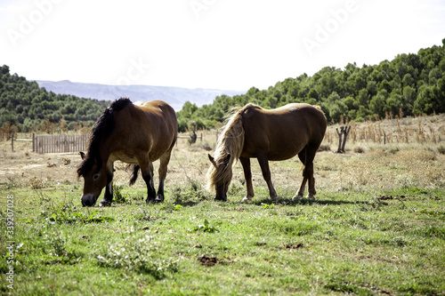 Horse in nature