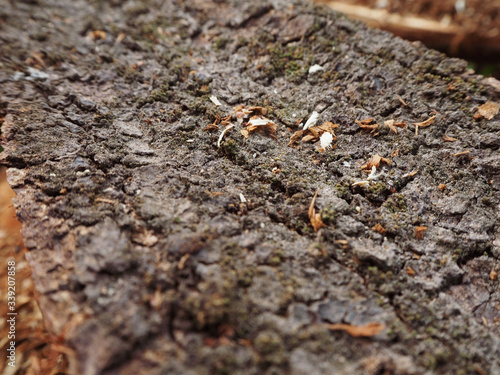 close up old wood background  texture