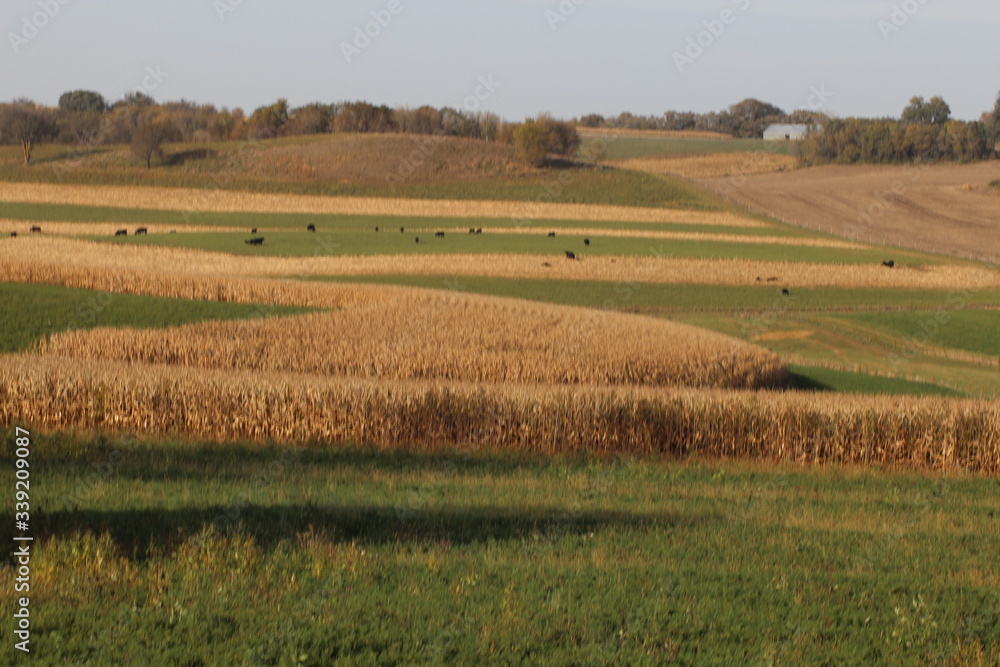 Grain Fields