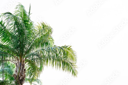 The top of the palm tree with green leaves White sky background, isolated