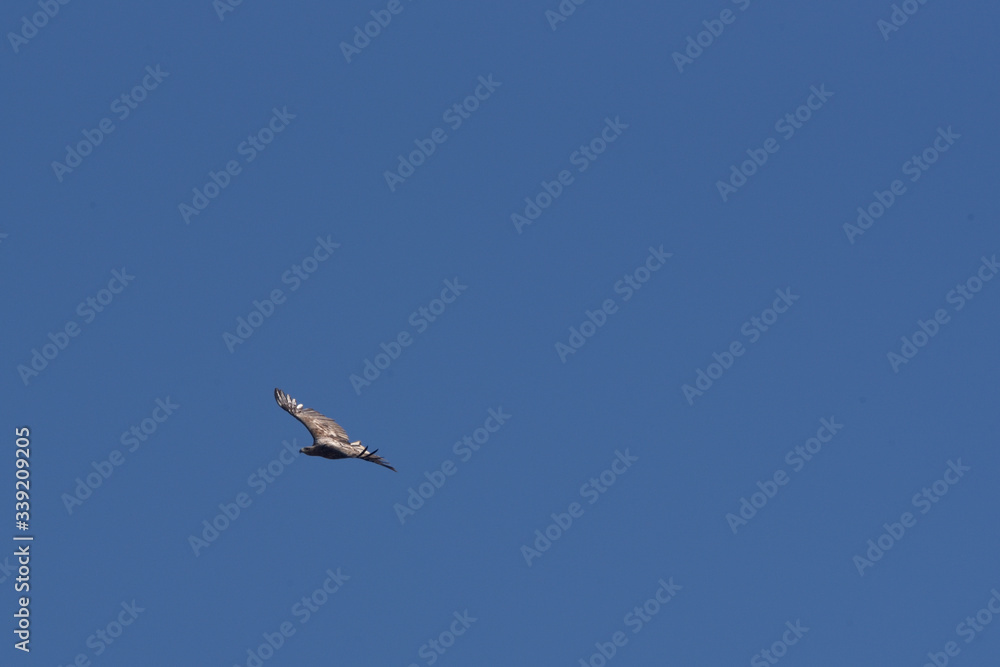 bald eagle during flight in the blue sky