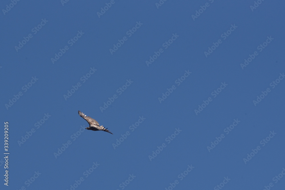 bald eagle during flight in the blue sky bald eagle during flight in the blue sky