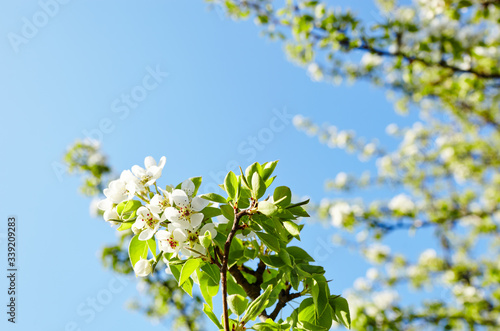 Beautiful white apple or pear blossom.Flowering apple/pear tree.Fresh spring background on nature outdoors.Soft focus image of blossoming flowers in spring time.For easter and spring greeting cards