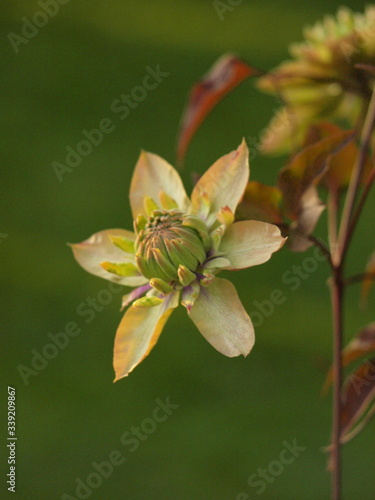 Plakat Clematis
