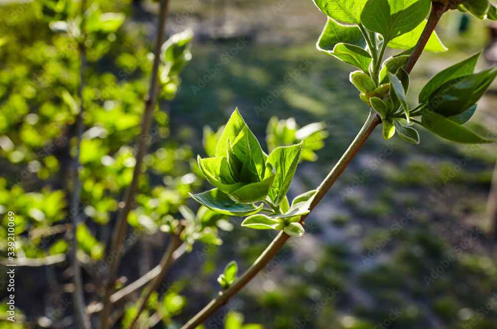 Beautiful lilac blossom.Flowering lilac tree.Fresh spring background on nature outdoors.Soft focus image of blossoming flowers in spring time.For easter and spring greeting cards,banners Beautiful lilac blossom.Flowering lilac tree.Fresh spring background on nature outdoors.Soft focus image of blossoming flowers in spring time.For easter and spring greeting cards,banners