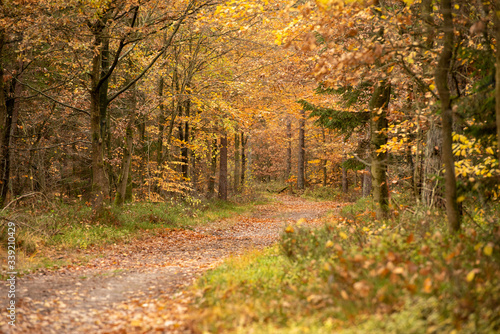 Herbstwald