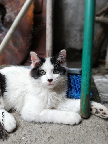 cat