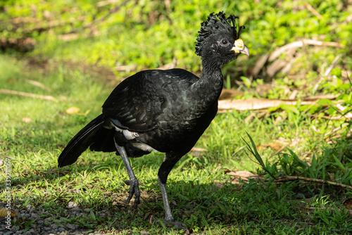 A great male curassow crossing a trail in Costa Rica forest photo
