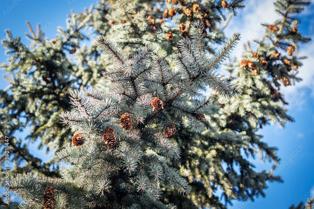 Fir cones spruce against the blue sky. Selective focus. Focus on the front branches