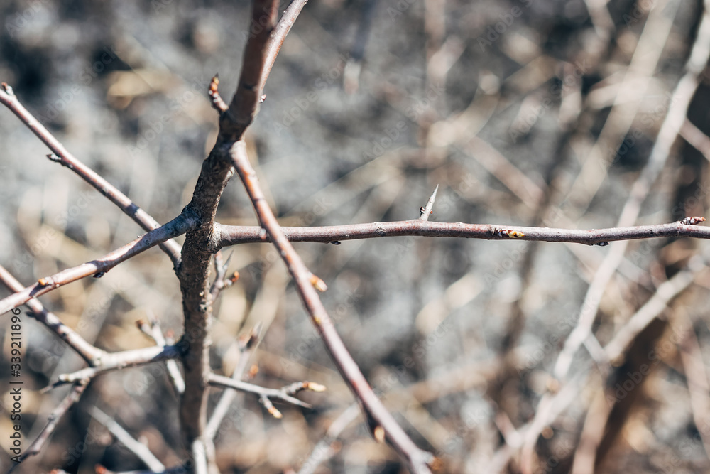 Bare tree branch closeup against a blurred background from other branches on a sunny spring day. Selective focus Bare tree branch closeup against a blurred background from other branches on a sunny spring day. Selective focus